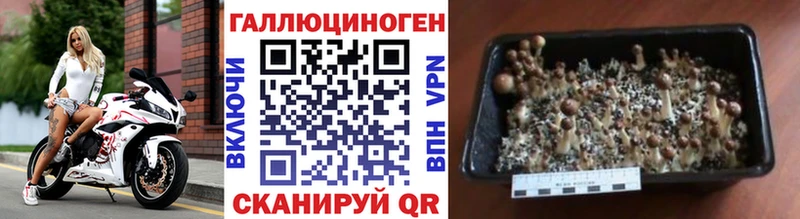Галлюциногенные грибы Psilocybine cubensis Краснотурьинск